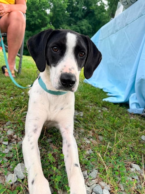 Photo of Blaney, adoptable Hound in Roxboro, North Carolina