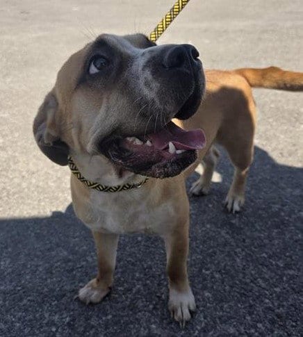 Photo of Baby, adoptable Chinese Shar-Pei in San Antonio, Texas