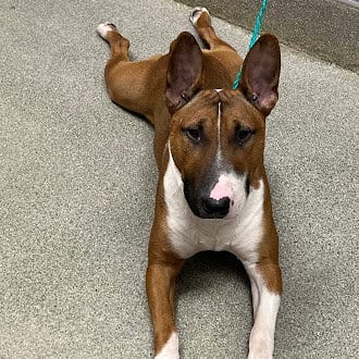 Photo of Dill, adoptable Bull Terrier in Las Vegas, Nevada