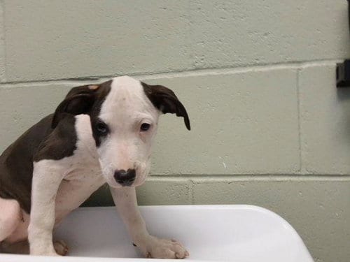 Photo of Burnt Ends, adoptable Pit Bull Terrier in Tulsa, Oklahoma