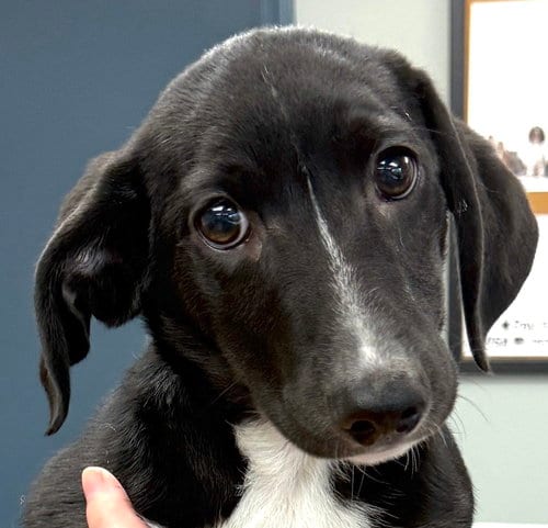 Photo of Moby, adoptable Dachshund in Mount Airy, North Carolina