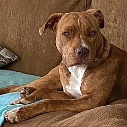 Photo of Gina, adoptable Labrador Retriever Hound (Unknown Type) in Waxhaw, North Carolina