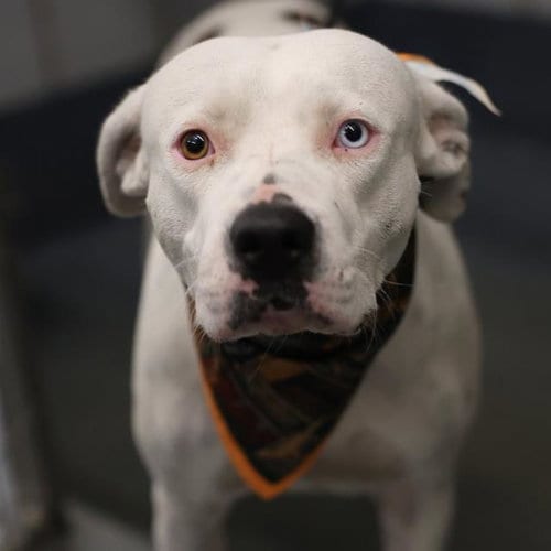Photo of Honey, adoptable American Staffordshire Terrier in San Antonio, Texas