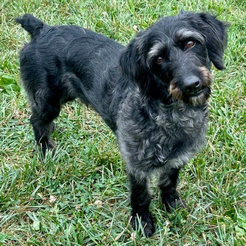 Photo of Charcoal, adoptable Schnauzer in Batavia, Ohio