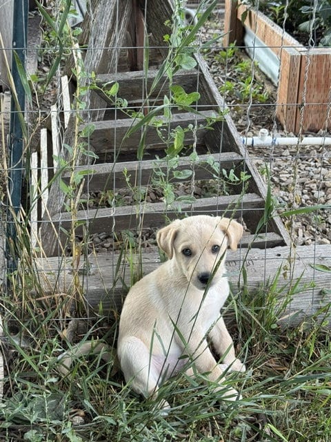 Photo of Henry, adoptable Labrador Retriever in MIDWAY, Utah