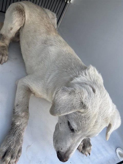 Photo of A661860, adoptable Labrador Retriever in Houston, Texas