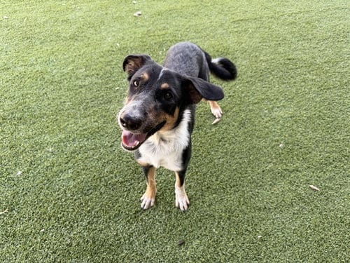 Photo of Inara, adoptable Australian Shepherd in Garland, Texas
