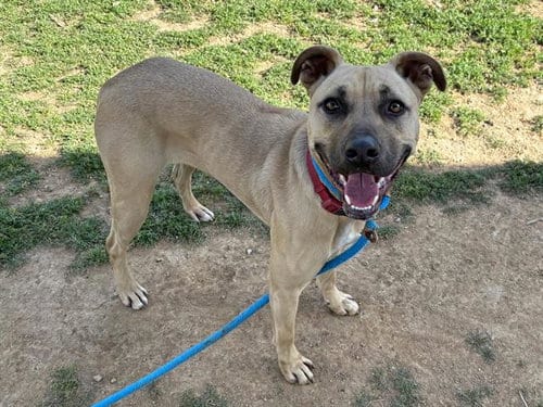 Photo of Nike, adoptable Rhodesian Ridgeback in Ojai, California