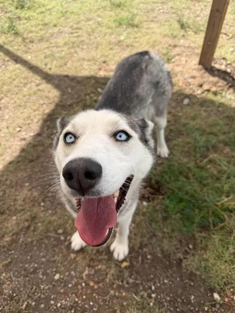 Photo of Oona, adoptable Husky in Las Vegas, New Mexico