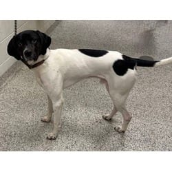 Photo of Billy Ray, adoptable Hound (Unknown Type) in Kansas City, Missouri