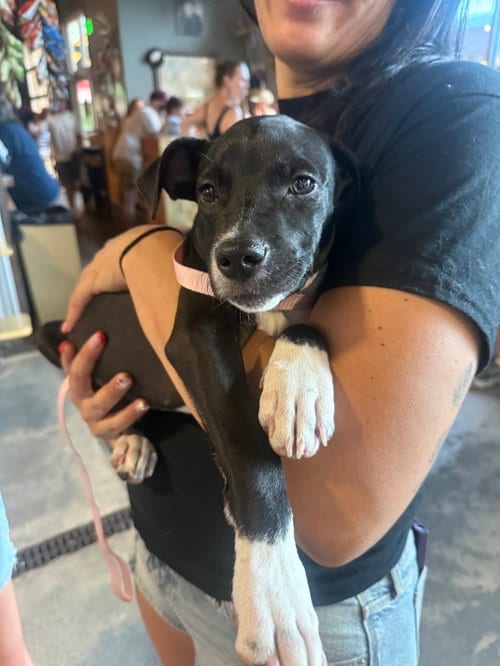 Photo of Boots, adoptable Unknown breed (short coat) in Fort Collins, Colorado