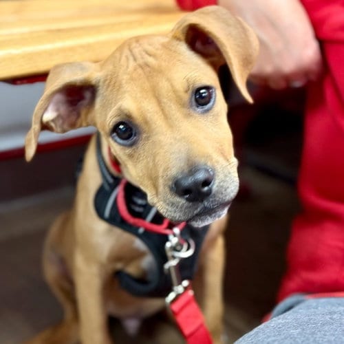 Photo of Flapjack, adoptable Terrier in Canton, Connecticut