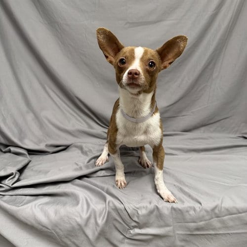 Photo of Gloop, adoptable Chihuahua in Castaic, California