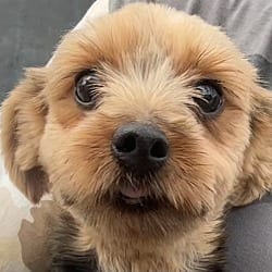 Photo of Mimosa, adoptable Yorkie, Yorkshire Terrier in Yorkville, Illinois
