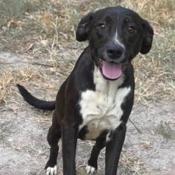 Photo of Dot, adoptable Australian Shepherd Labrador Retriever in Overland Park, Kansas