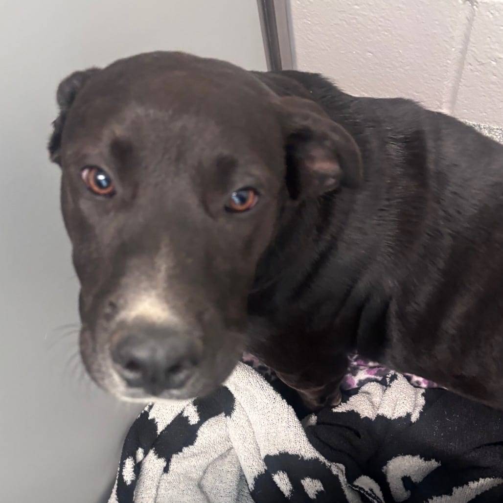 Photo of Big Debra, adoptable Terrier, American Staffordshire / Mix in Spartanburg, South Carolina