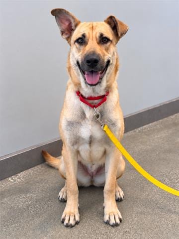 Photo of Liona, adoptable German Shepherd Dog in San Martin, California