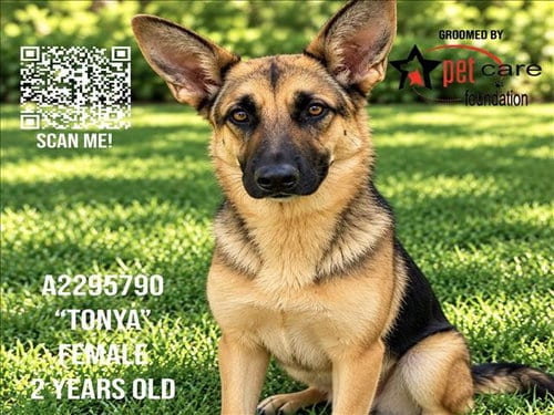 Photo of Tonya, adoptable German Shepherd Dog in Los Angeles, California
