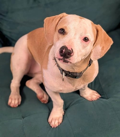 Photo of Honey, adoptable Dachshund in Fort Lauderdale, Florida