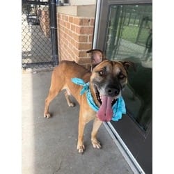 Photo of Ajax, adoptable German Shepherd Dog in Baton Rouge, Louisiana