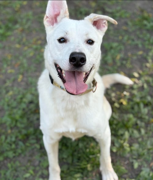 Photo of Byron, adoptable Labrador Retriever in Brooklyn Center, Minnesota