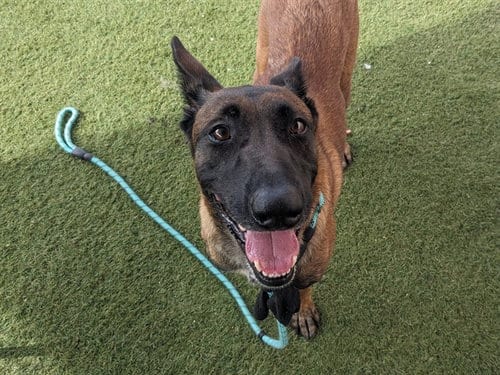 Photo of Halle, adoptable Belgian Shepherd Malinois in Phoenix, Arizona