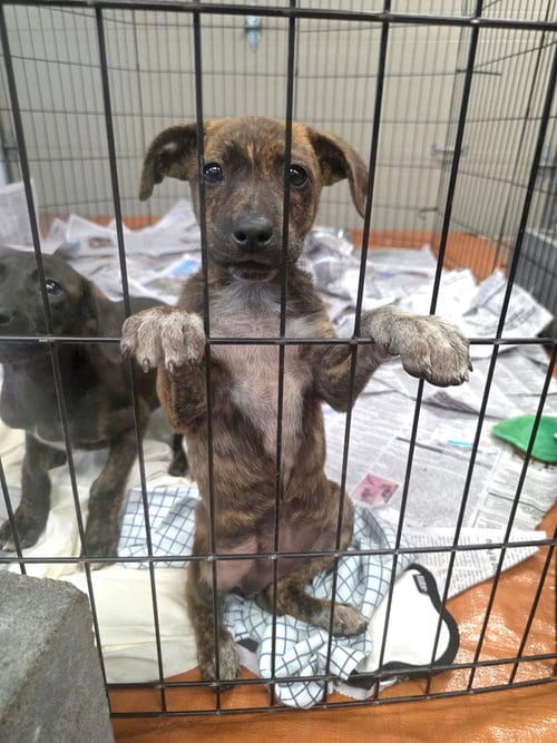 Photo of Ridge (NY-Sarah), adoptable Labrador Retriever in SHERBURNE, New York