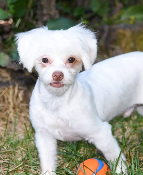 Photo of Newton, adoptable Shih Tzu in Pittsboro, North Carolina