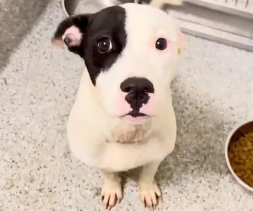 Photo of Rylie, adoptable Pit Bull Terrier in Houston, Texas