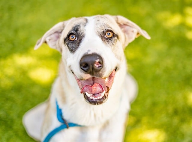 Photo of Noodle, adoptable Anatolian Shepherd and Great Pyrenees in San José, California