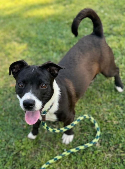 Photo of Mattison, adoptable Terrier in Conway, Arkansas