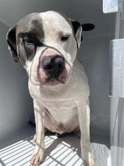 Photo of A663757, adoptable American Bulldog in Houston, Texas