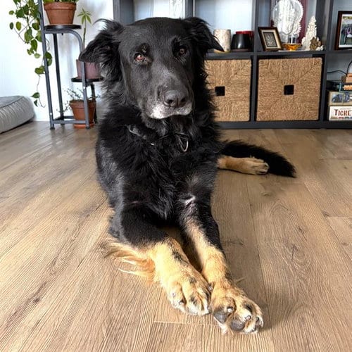 Photo of Vinnie, adoptable German Shepherd Dog in Camarillo, California