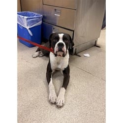 Photo of Bumper, adoptable Boxer in Jurupa Valley, California