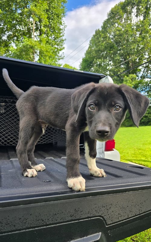 Photo of Jones, adoptable Labrador Retriever in garner, North Carolina