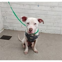 Photo of Violet, adoptable American Pit Bull Terrier in San Bernardino, California