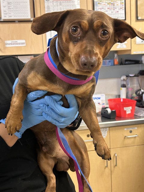 Photo of Homerun, adoptable Dachshund in Riverside, California