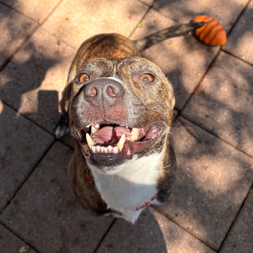 Photo of Petrie, adoptable Hound, Plott / Mix in Dallas, Texas