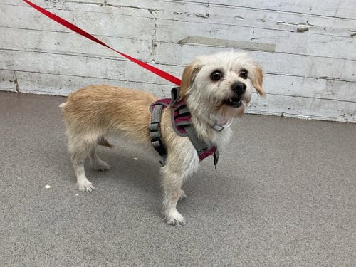 Photo of Bo Peep, adoptable Terrier in San Bernardino, California