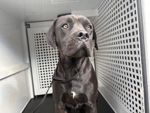 Photo of Blue, adoptable Mastiff in Riverside, California