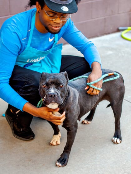 Photo of Free Soul - IN FOSTER, adoptable dog in Chamblee, Georgia