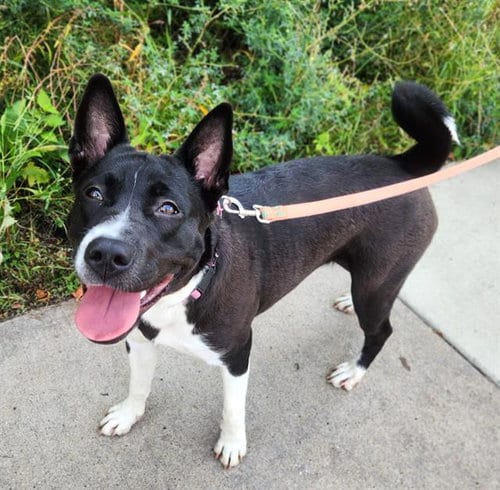 Photo of Laylang, adoptable German Shepherd Dog in Minneapolis, Minnesota
