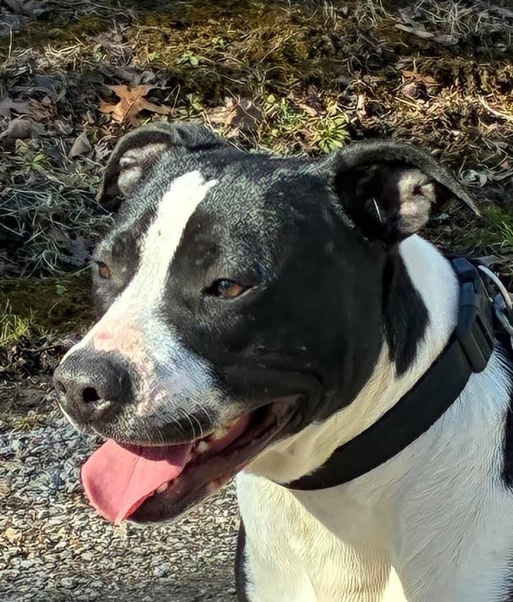 Photo of Banksy, adoptable Mixed Breed in Crossville, Tennessee