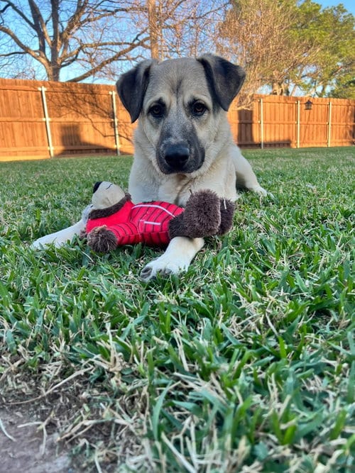 Photo of Rusty, adoptable German Shepherd Dog in Dallas, Texas