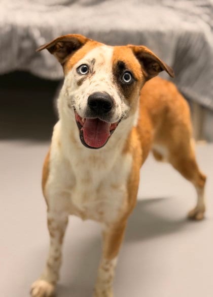 Photo of Cuddle (7152), adoptable Australian Cattle Dog/Blue Heeler in Lake City, Michigan