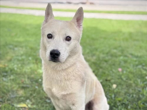 Photo of Cyrus, adoptable Siberian Husky in San Pedro, California