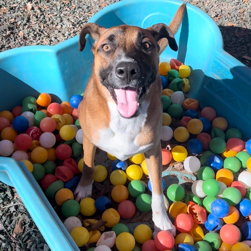Photo of Triss Of Sodden (I have a Secret Crush!), adoptable Mixed Breed (Large) in Decatur, Georgia