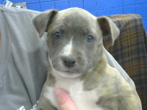 Photo of Tick, adoptable American Pit Bull Terrier in Albuquerque, New Mexico