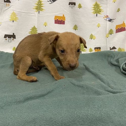 Photo of A614379, adoptable German Shepherd Dog in Modesto, California