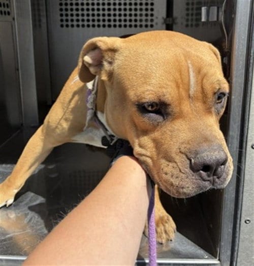 Photo of Kingsley, adoptable Staffordshire Bull Terrier in Phoenix, Arizona